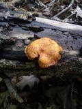Pholiota multifolia image