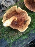 Pholiota multifolia image