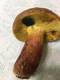 Lanmaoa pseudosensibilis image
