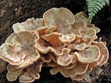 Meripilus sumstinei image