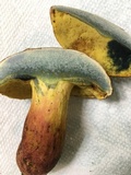 Lanmaoa pseudosensibilis image