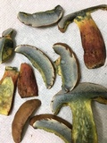 Lanmaoa pseudosensibilis image