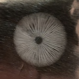 Mycena amicta image