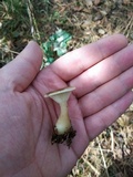 Ampulloclitocybe clavipes image