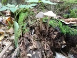 Mycena galericulata image