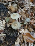 Mycena galericulata image