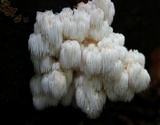Hericium americanum image