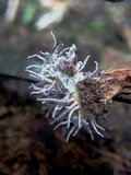 Gibellula pulchra image