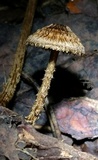 Crinipellis zonata image