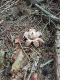 Geastrum triplex image