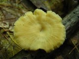 Lentinus suavissimus image