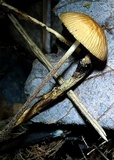 Rhizomarasmius pyrrhocephalus image