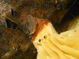 Lentinus suavissimus image