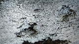 Ceratiomyxa fruticulosa var. fruticulosa image