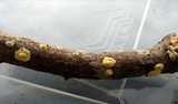 Trichoderma sulphureum image
