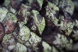 Lecanora strobilina image