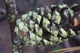 Lecanora strobilina image