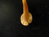 Spathulariopsis velutipes image