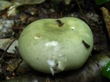 Russula variata image