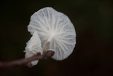 Hemimycena candida image