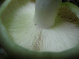 Russula variata image