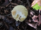 Lactarius scrobiculatus var. canadensis image