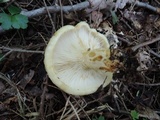 Lactarius scrobiculatus image