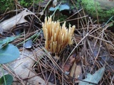 Ramaria flaccida image
