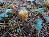 Ramaria flaccida image