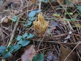 Ramaria flaccida image