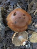 Cortinarius privignoides image