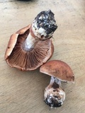 Cortinarius privignoides image