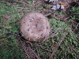 Russula densifolia image