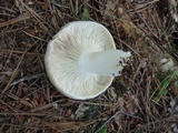 Russula densifolia image