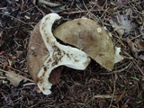 Russula densifolia image