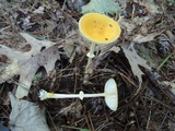 Amanita frostiana image