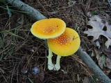 Amanita frostiana image