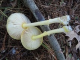 Amanita frostiana image