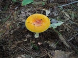 Amanita frostiana image
