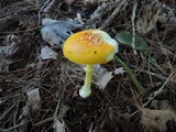 Amanita frostiana image