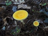 Amanita frostiana image