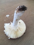 Russula cystidiosa image