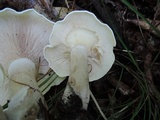 Leucopaxillus albissimus image