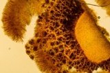Podophacidium xanthomelum image