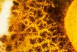 Podophacidium xanthomelum image