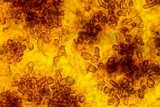 Podophacidium xanthomelum image