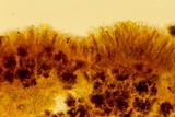 Podophacidium xanthomelum image