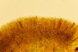 Podophacidium xanthomelum image