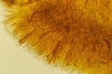 Podophacidium xanthomelum image