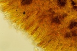 Podophacidium xanthomelum image